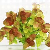 Bacopa Caroliniana