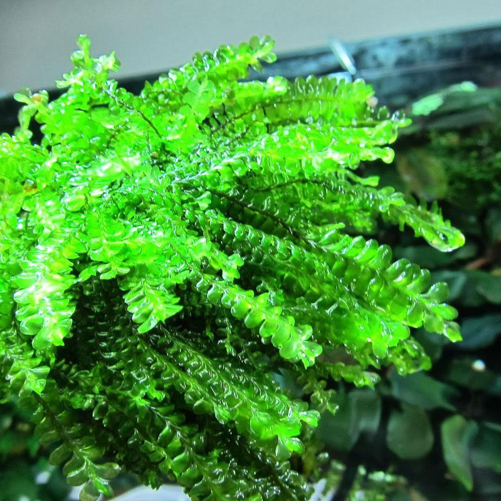 Cameroon Moss rare aquarium plant for sale