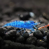 Blue Cherry Shrimp