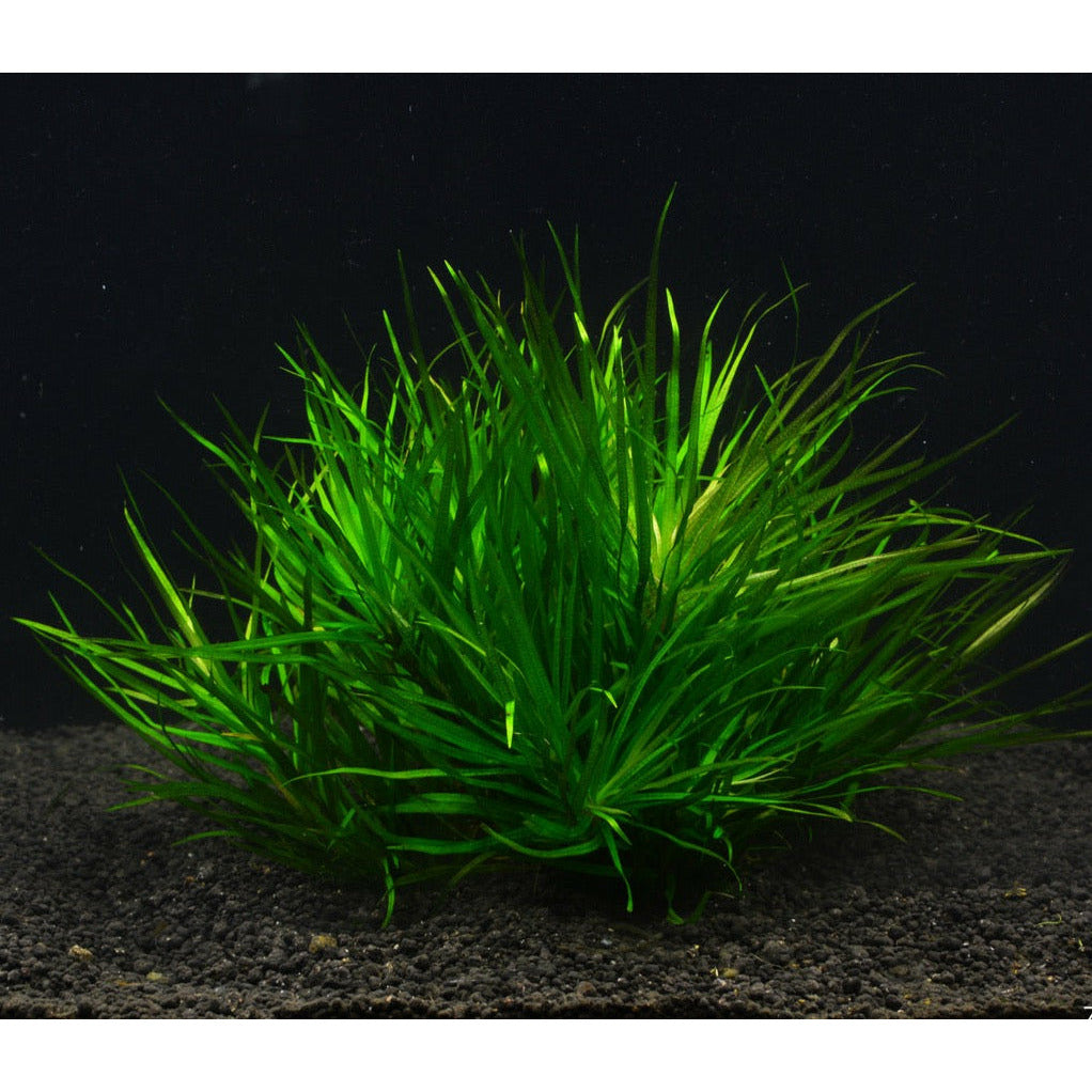 Blyxa Japonica aquarium midground plant for sale