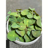 bowl lotus seedlings