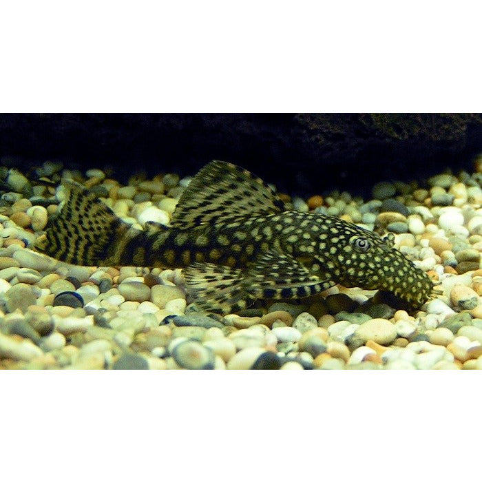 Common Bristlenose Catfish cleaner for sale