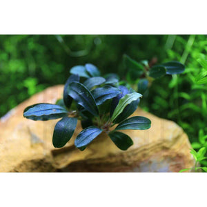 Bucephalandra Deep Purple Aquarium Plant For Sale