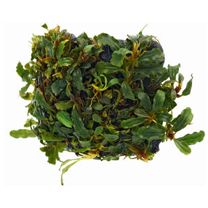 Bucephalandra Sp. Mini Melawi for sale