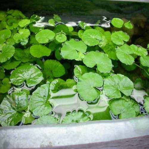Giant Cardamine Floating leaves Aquatic For Sale