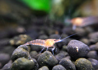 Clear Cherry Shrimp