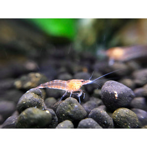 Clear cherry shrimp grazing 