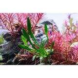Cryptocoryne Parva aquarium plant for sale