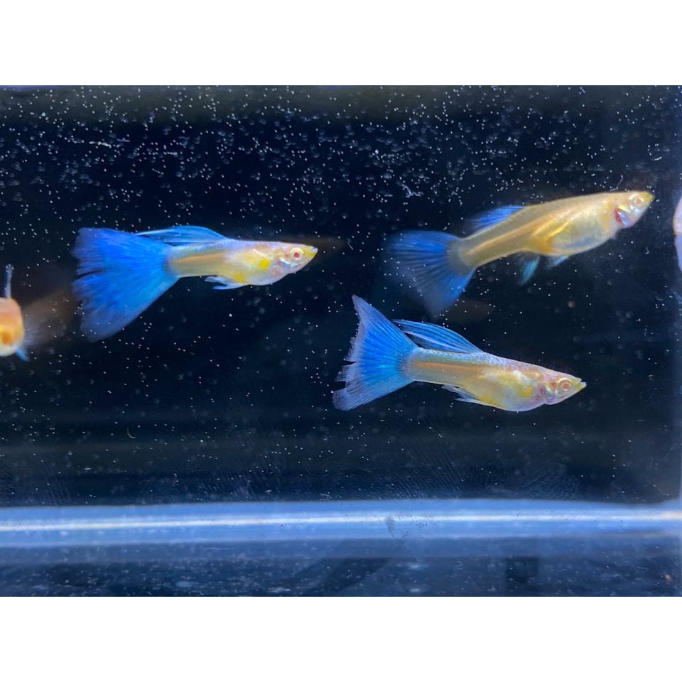 Blue Topaz Guppy aquarium fish