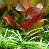 red flame sword live aquarium plant for sale
