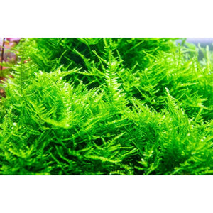 Christmas Moss