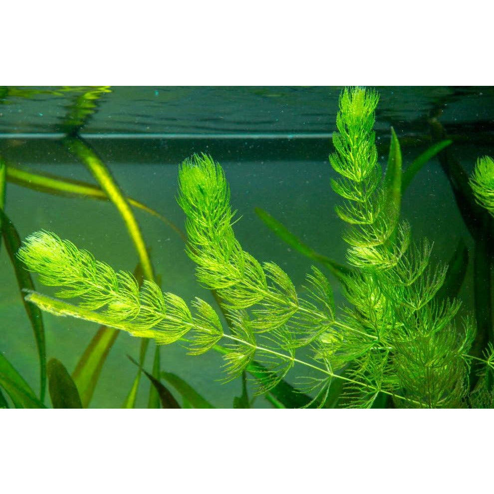 Hornwart live aquarium plant natural filter