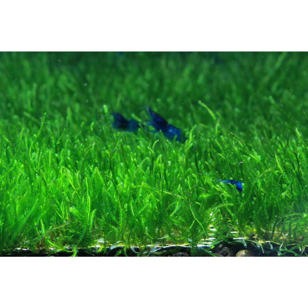 Shrimp grazing on Flame Moss Taxiphyllum for sale