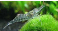 Glass Shrimp