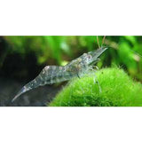 Ghost Shrimp for sale