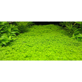 Hemianthus Callitrichoides (Dwarf Baby Tears) for sale