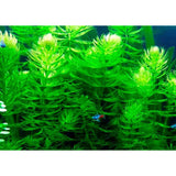 Hornwort Ceratophyllum demersum