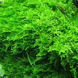 Christmas Moss Aquarium Aquatic moss for sale