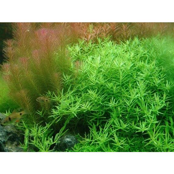 Rotala sp. green live aquarium plant