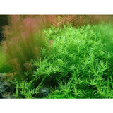Rotala sp. green live aquarium plant