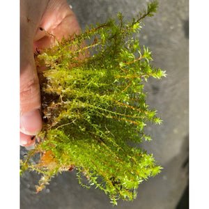 Star Moss