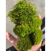 Sustainably Sourced Live Moss