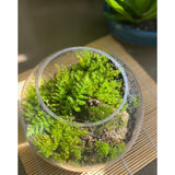 Live land indoor household moss for sale
