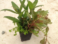 15 stems Aquarium Plant Beginner Pack