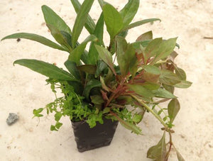 15 stems Aquarium Plant Beginner Pack