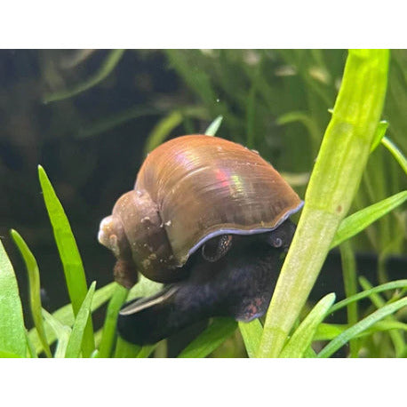 Jade Mystery Snail - Aquafy aquatic shop