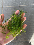 Watergrass Guppy Grass-Like