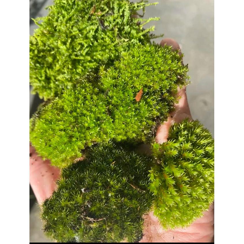 Easy to Grow Australian Moss Assorted For sale