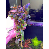 Bucephalandra Midnight Blue Buce Plant For Sale