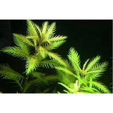 Proserpinaca Palustris Mermaid Weed aquarium plant