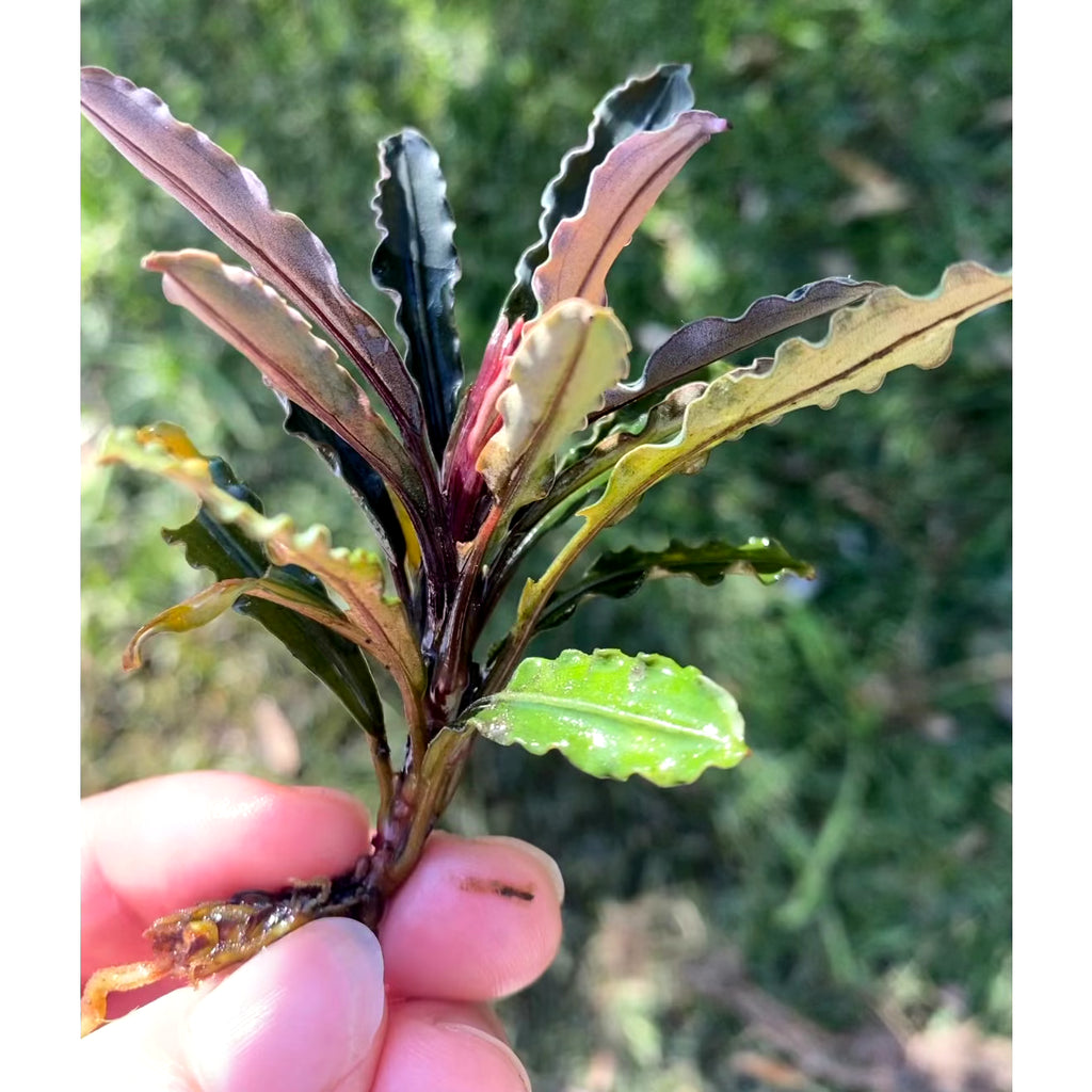 Bucephalandra Midnight Blue - Buce Plant For Sale Bucephalandra Midnight Blue - Buce Plant For Sale