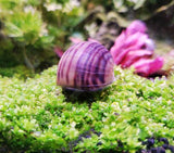 Purple Mystery Snail Juveniles