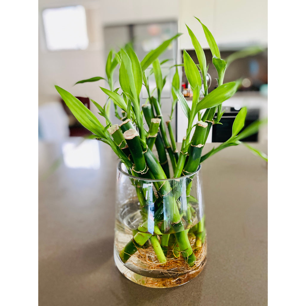 can lucky bamboo grow in water Buy Lucky Bamboo for Sale