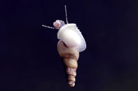 Malaysian Trumpet Snail Juveniles