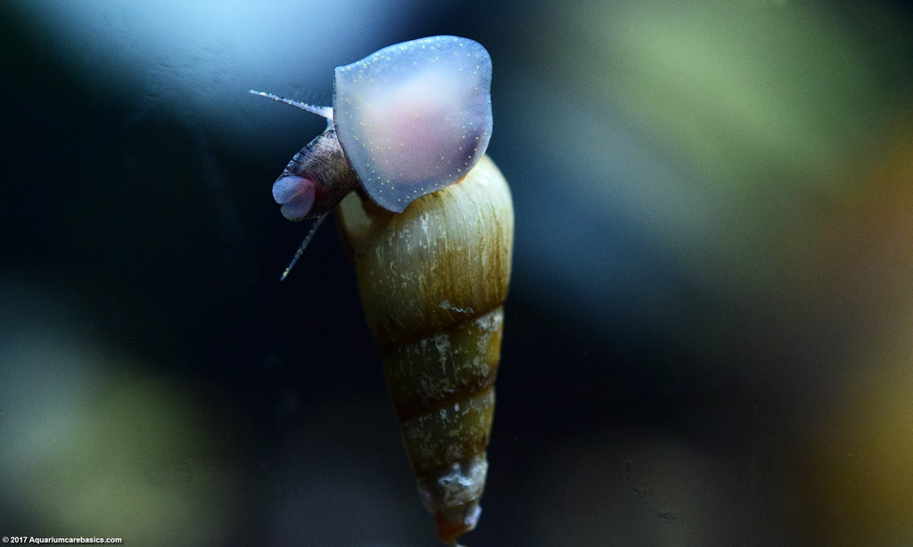 Malaysian Trumpet snails grazing tank cleaners