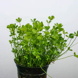 Marsilea Hirsuta potted