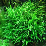 needle leaf java fern aquarium plant for sale 