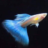 Blue Topaz Guppy aquarium fish