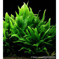 Philippine Java Fern (3-4 Leaves on Rhizome)