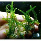 Cameroon Moss beginner aquatic plant for sale