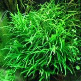 Needle Leaf Java Fern