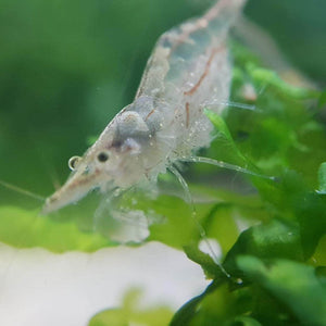 NQ Algae Shrimp fish tank cleaner