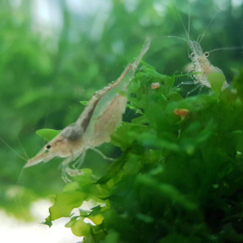 NQ Algae Shrimp