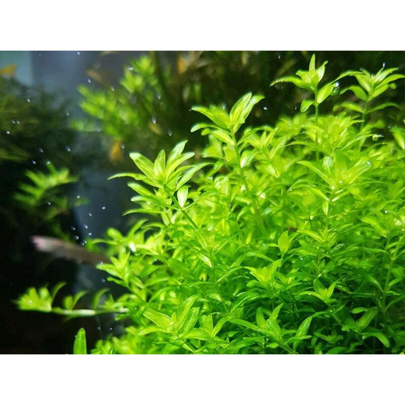 Pearl Weed Aquarium Plant | Hemianthus Micranthemoides