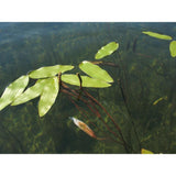 Native Pondweed "Potamogeton" - Aquafy aquatic shop