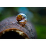 Leopard Ramshorn Snail - Aquafy aquatic shop